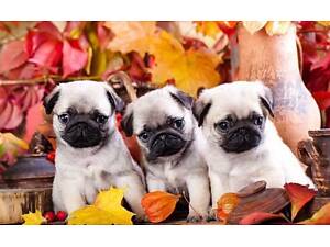 цуценята з документами мопсики