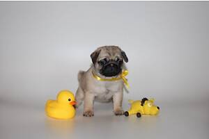 Цуценята з паспортом мопсики