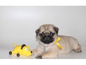 Цуценята з паспортом