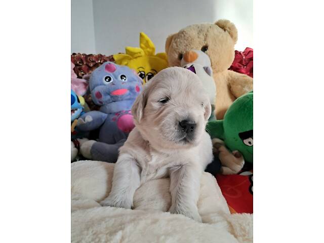 Цуценята золотистого ретрівера Ot Bahur - Фото 2