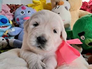 Цуценята золотистого ретрівера Ot Bahur