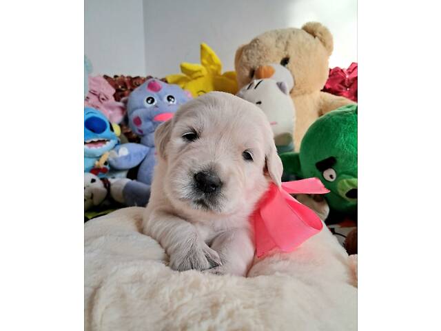 Цуценята золотистого ретрівера Ot Bahur - Фото 1