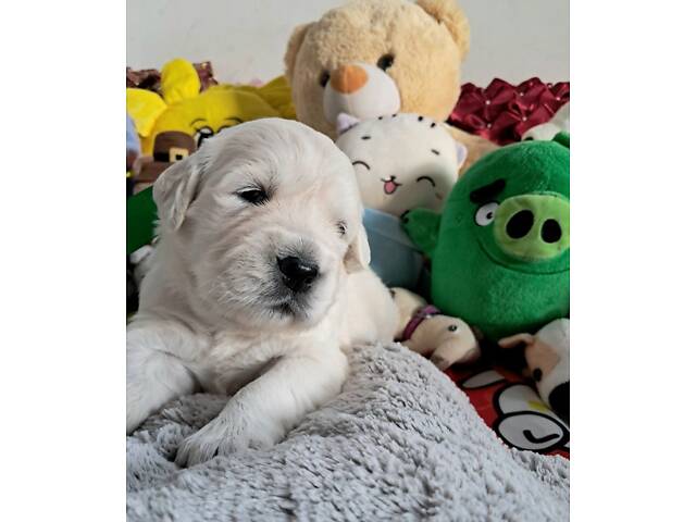 Цуценята золотистого ретрівера Ot Bahur - Фото 3