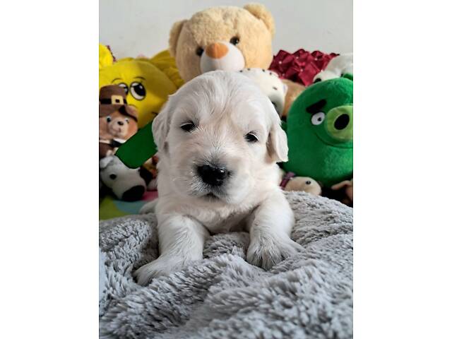 Цуценята золотистого ретрівера Ot Bahur - Фото 4