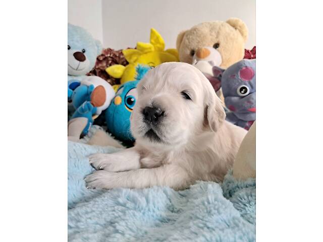 Цуценята золотистого ретрівера Ot Bahur - Фото 5