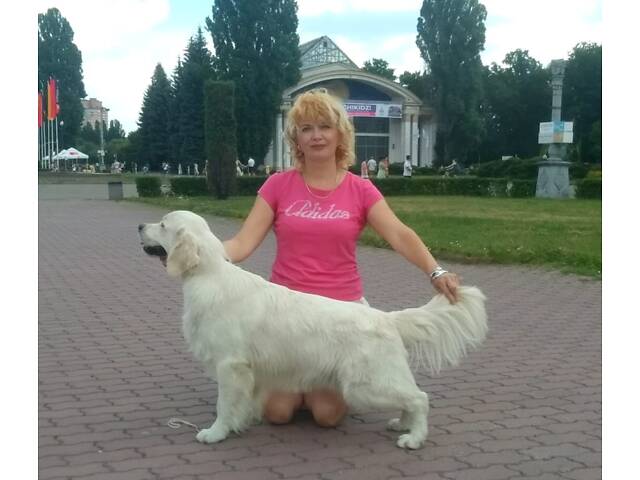 Цуценята золотистого ретрівера Ot Bahur - Фото 6