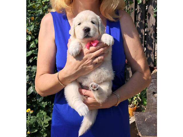 Щенки Золотистого ретривера - Фото 2