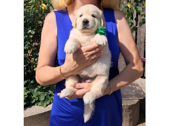 Щенки Золотистого ретривера - Фото 3