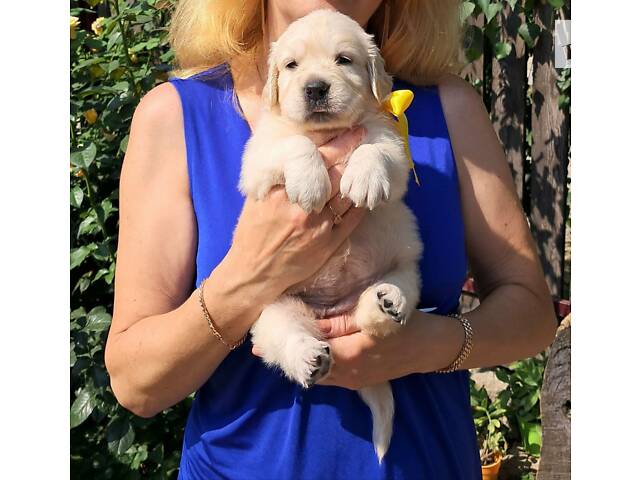 Щенки Золотистого ретривера - Фото 4