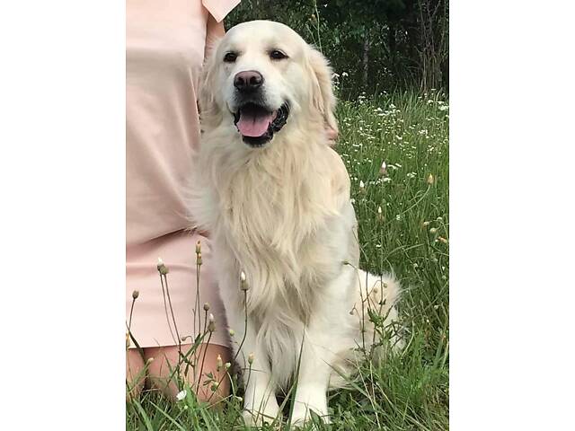 Щенки Золотистого ретривера - Фото 5