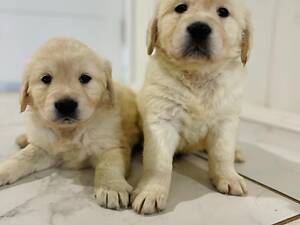 Цуценята золотистого ретривера