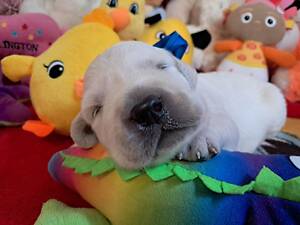 Цуценята золотистого ретрівера Ot Bahur