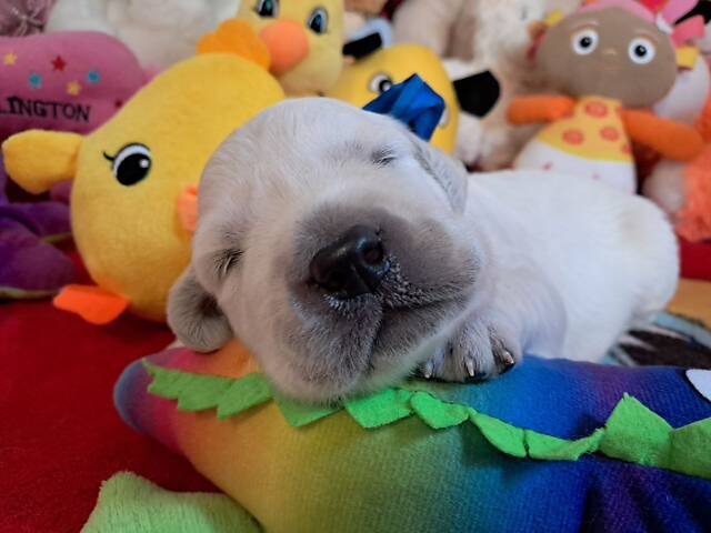 Цуценята золотистого ретрівера Ot Bahur - Фото 1