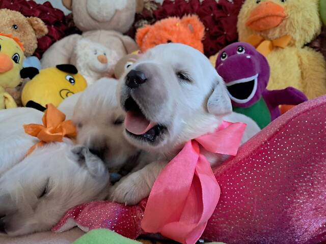 Цуценята золотистого ретрівера Ot Bahur - Фото 2