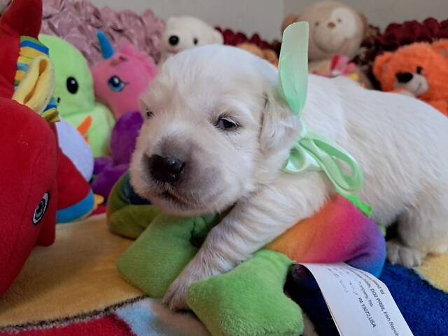 Цуценята золотистого ретрівера Ot Bahur - Фото 3