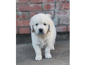 Цуценята золотистого ретривера golden retriever