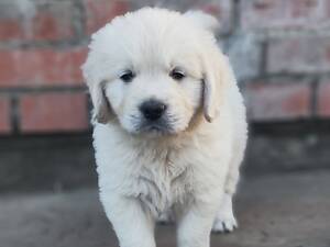 Цуценята золотистого ретривера golden retriever