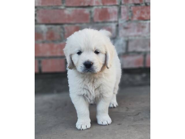 Цуценята золотистого ретривера golden retriever - Фото 1