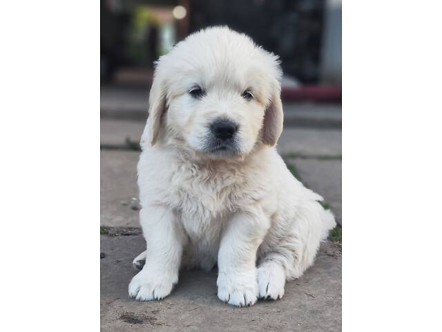 Цуценята золотистого ретривера golden retriever - Фото 2