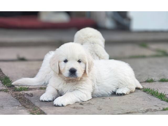 Цуценята золотистого ретривера golden retriever - Фото 3