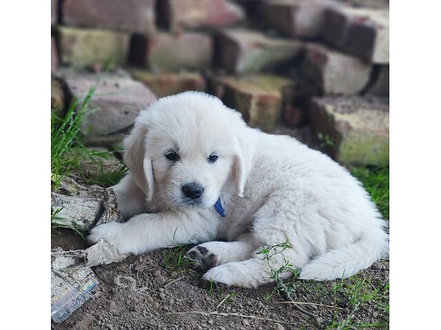 Цуценята золотистого ретривера golden retriever - Фото 4