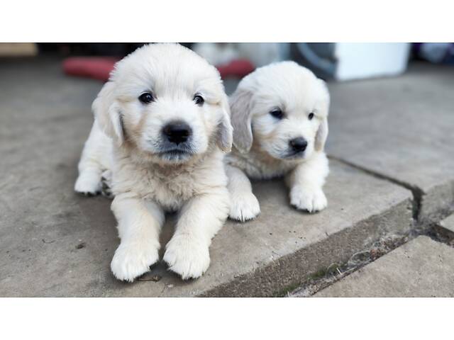 Цуценята золотистого ретривера golden retriever - Фото 5