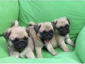 Цуценятка мопсики з документами