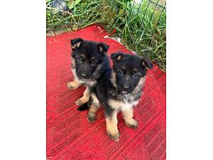 Цуценятка німецької вівчарки