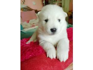 Цуценятка Помскі F1