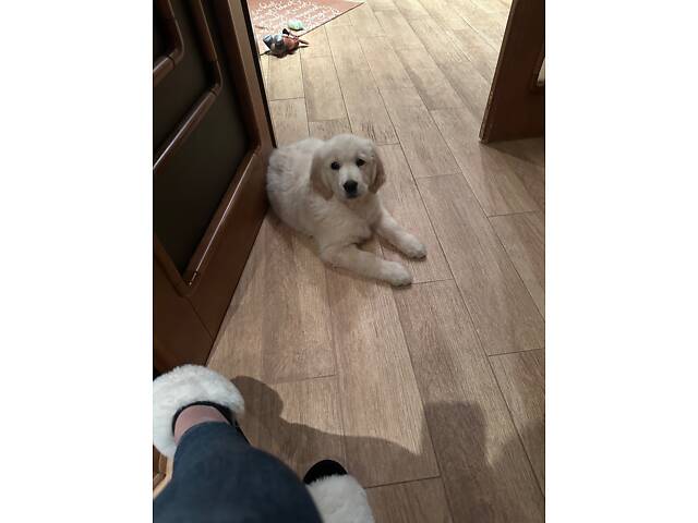 Цуценятко Золотистий ретривер - Фото 2