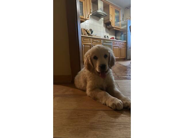 Цуценятко Золотистий ретривер - Фото 6