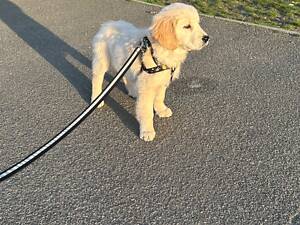 Цуценятко Золотистий ретривер