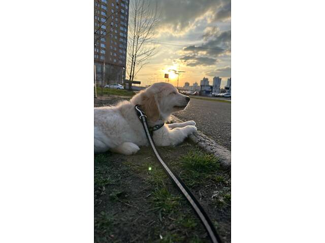 Цуценятко Золотистий ретривер - Фото 3