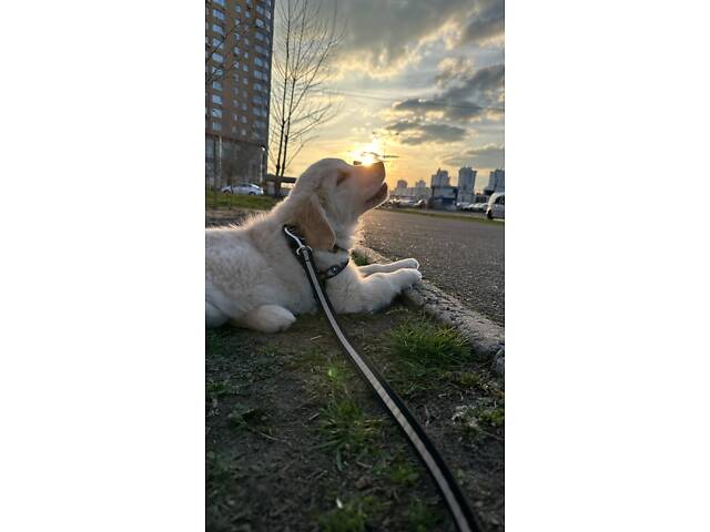 Цуценятко Золотистий ретривер - Фото 4