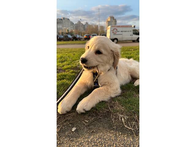 Цуценятко Золотистий ретривер - Фото 5
