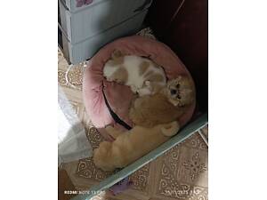 Цуцики королівського пекінесу, щенки королевского пекинеса