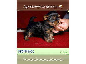 Цуцики породи – Йоркширський тер'єр