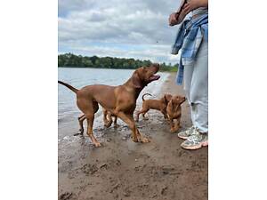 Цуцики угорської вижла.