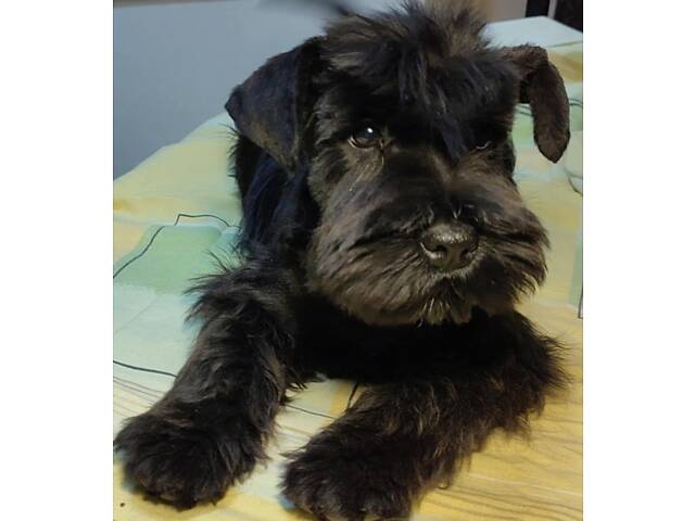 Цвергшнацуер чорного окрасу дівчинка - Фото 2
