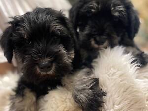 Цвергшнауцер КСУ черный серебро. Все документы.