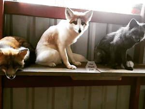 цветные лисы, Лисята, лисенок домашний