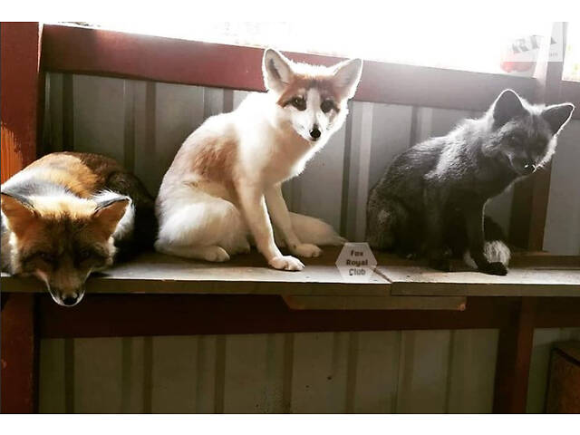 цветные лисы, Лисята, лисенок домашний - Фото 1