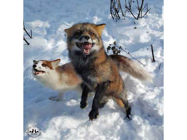 цветные лисы, Лисята, лисенок домашний - Фото 2