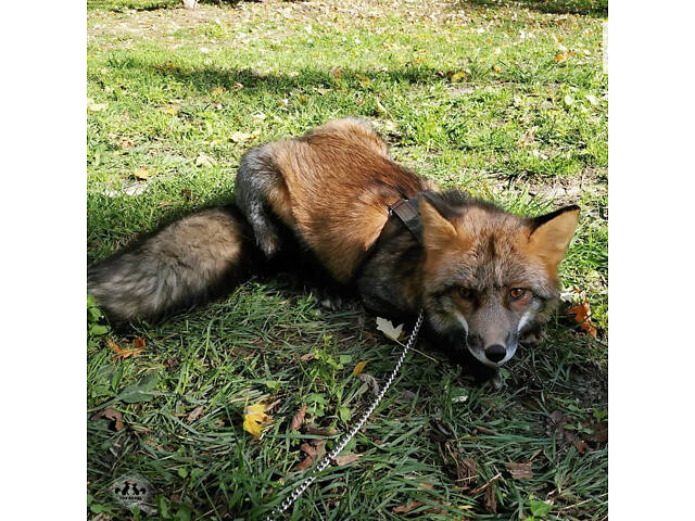 цветные лисы, Лисята, лисенок домашний - Фото 3