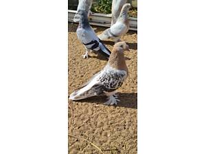 Турецькі голуби породи такла