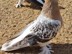 Турецькі голуби породи такла