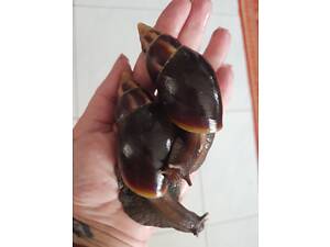 Тварини (Загальне)