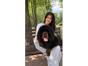 Тибетський мастиф. Дівчинка. КСУ