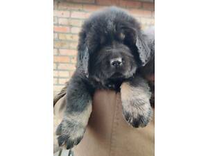 Тибетський мастиф