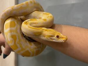 Тигровий пітон альбінос